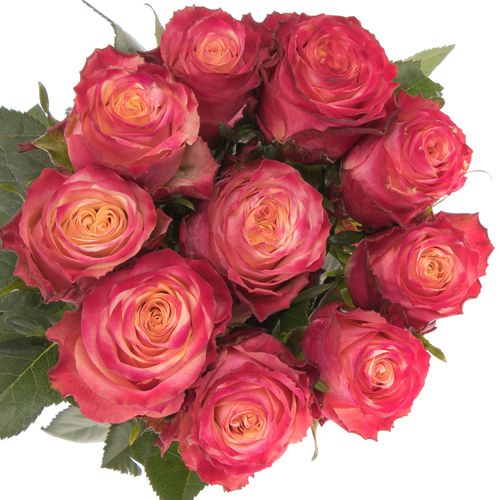 Rose gelb/rot Mai Tai 50cm