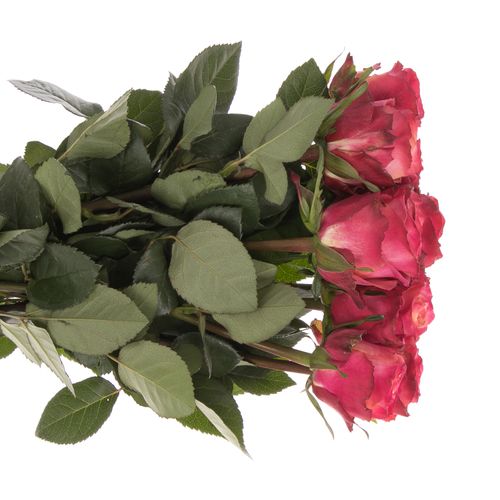 Rose gelb/rot Mai Tai 50cm