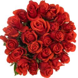 Rose hellrot Nina (Ec) 70cm