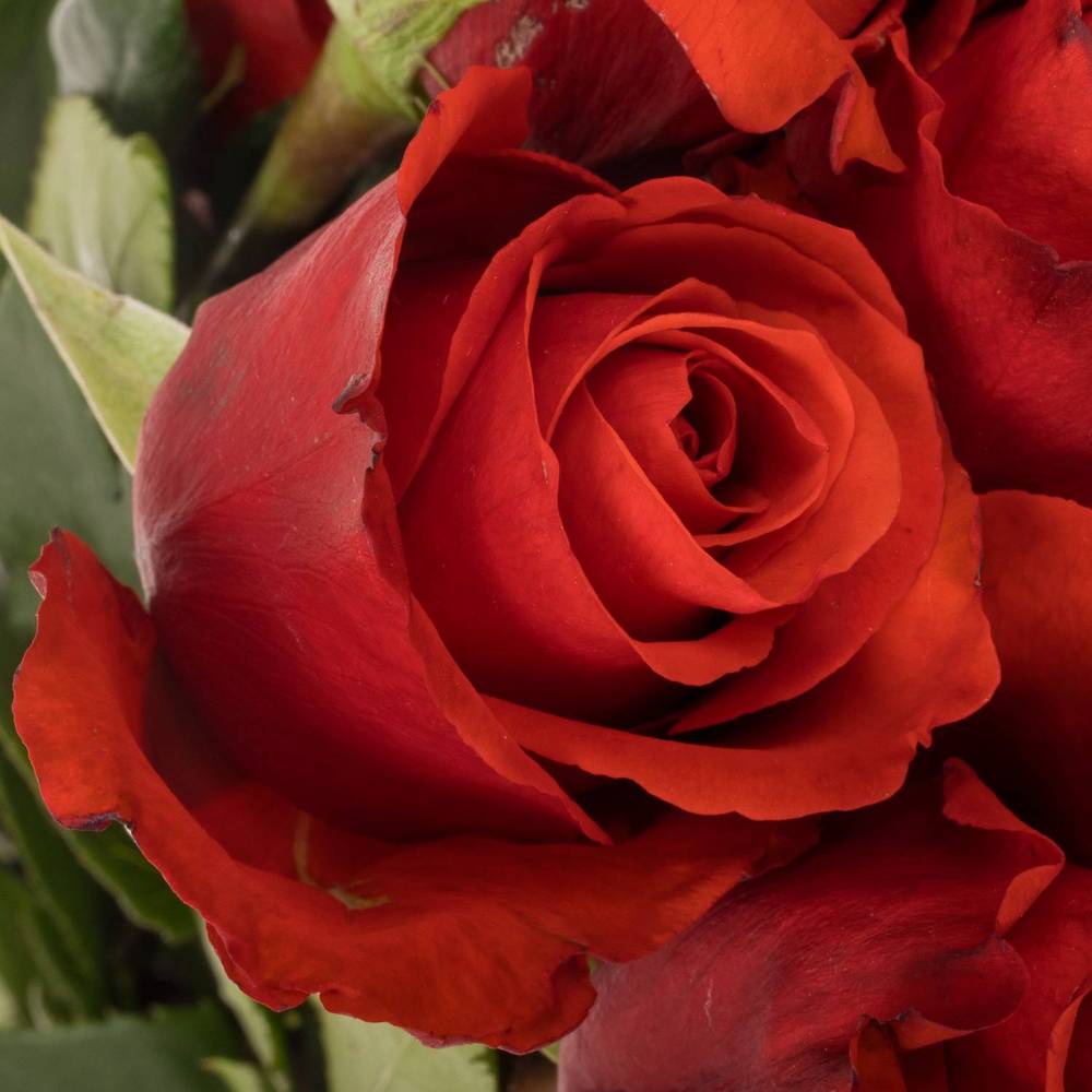 Rose hellrot Nina (Ec) 70cm