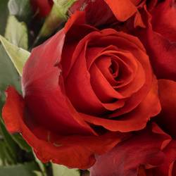 Rose hellrot Nina (Ec) 70cm
