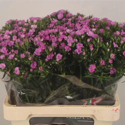 Bartnelke rosa Purple Magic 60cm