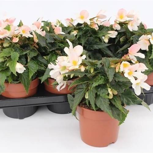Begonia Waterfall weiss T13 H025
