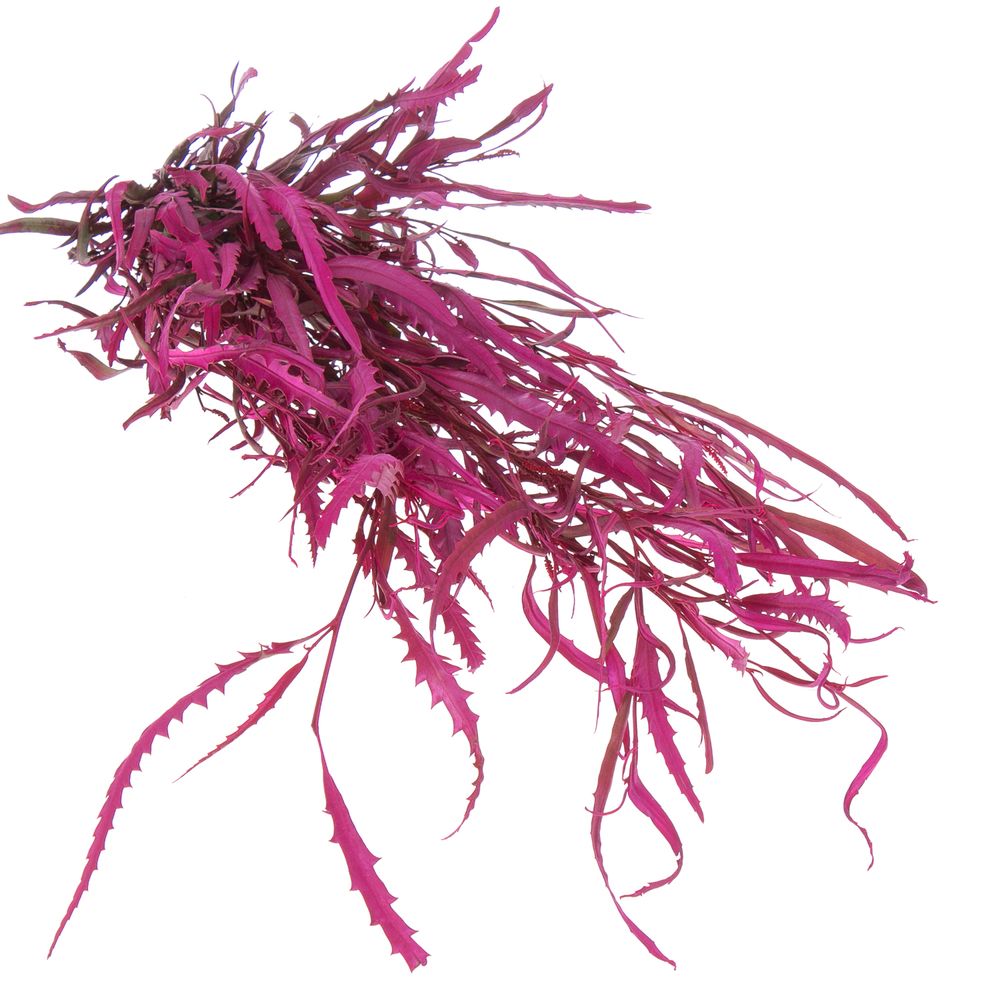 Grevilea fuchsia gefärbt Buendel 70cm