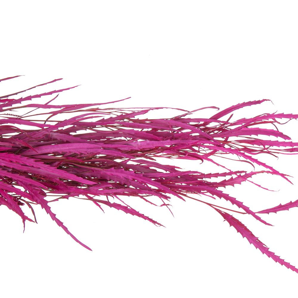 Grevilea fuchsia gefärbt Buendel 70cm