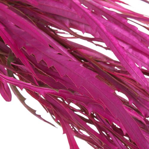 Grevilea fuchsia gefärbt Buendel 70cm