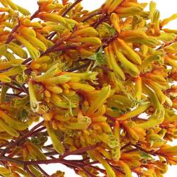 Kangeroo orange Gold Fever 80cm