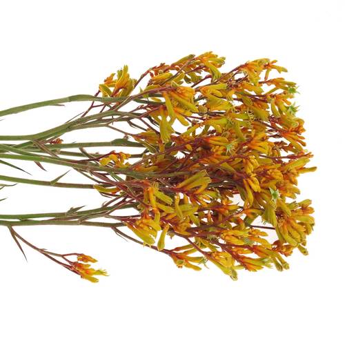 Kangeroo orange Gold Fever 80cm