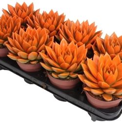 Echev.Gef orange T12 H15 