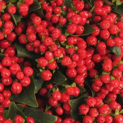 Hypericum rot Go Top 50cm