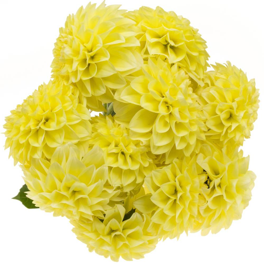 Dahlia gelb Banana 55cm