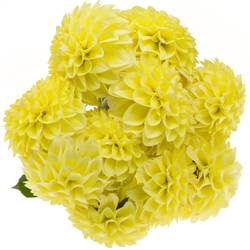 Dahlia gelb Banana 55cm