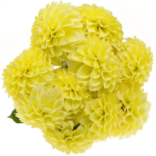 Dahlia gelb Banana 55cm