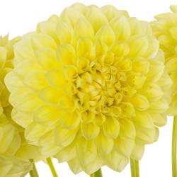 Dahlia gelb Banana 55cm
