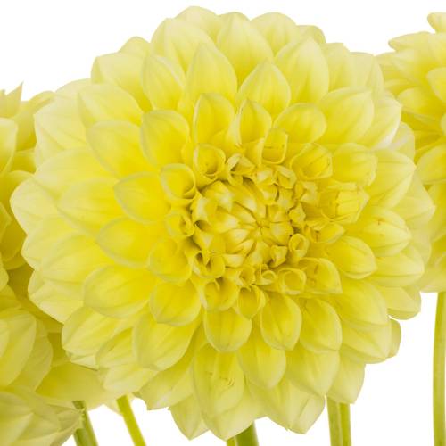 Dahlia gelb Banana 55cm