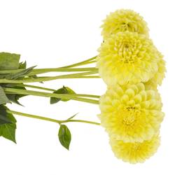 Dahlia gelb Banana 55cm