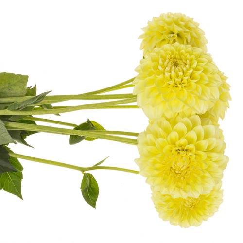 Dahlia gelb Banana 55cm