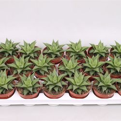 Haworthia Bayliss T8 H15