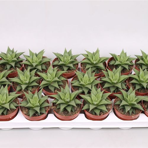 Haworthia Bayliss T8 H15