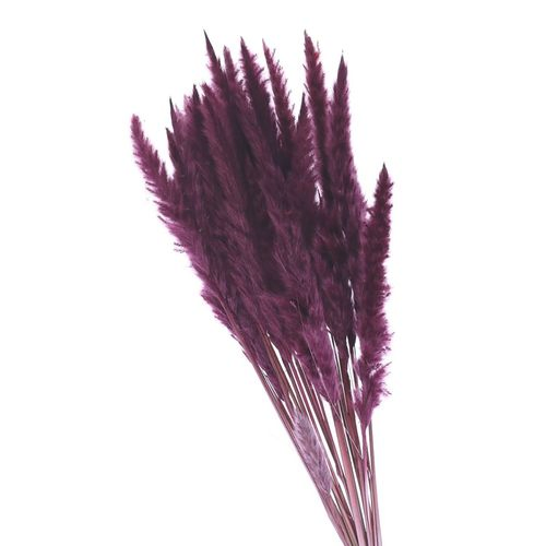 Trocken Pampasgras Fluffy violett L80cm