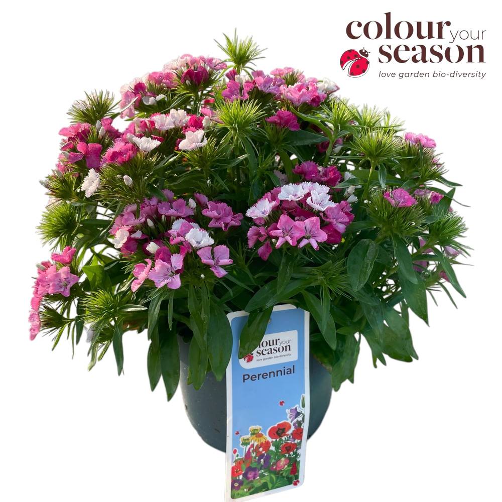 Dianthus mix Barbatus T19 H035