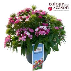 Dianthus mix Barbatus T19 H035