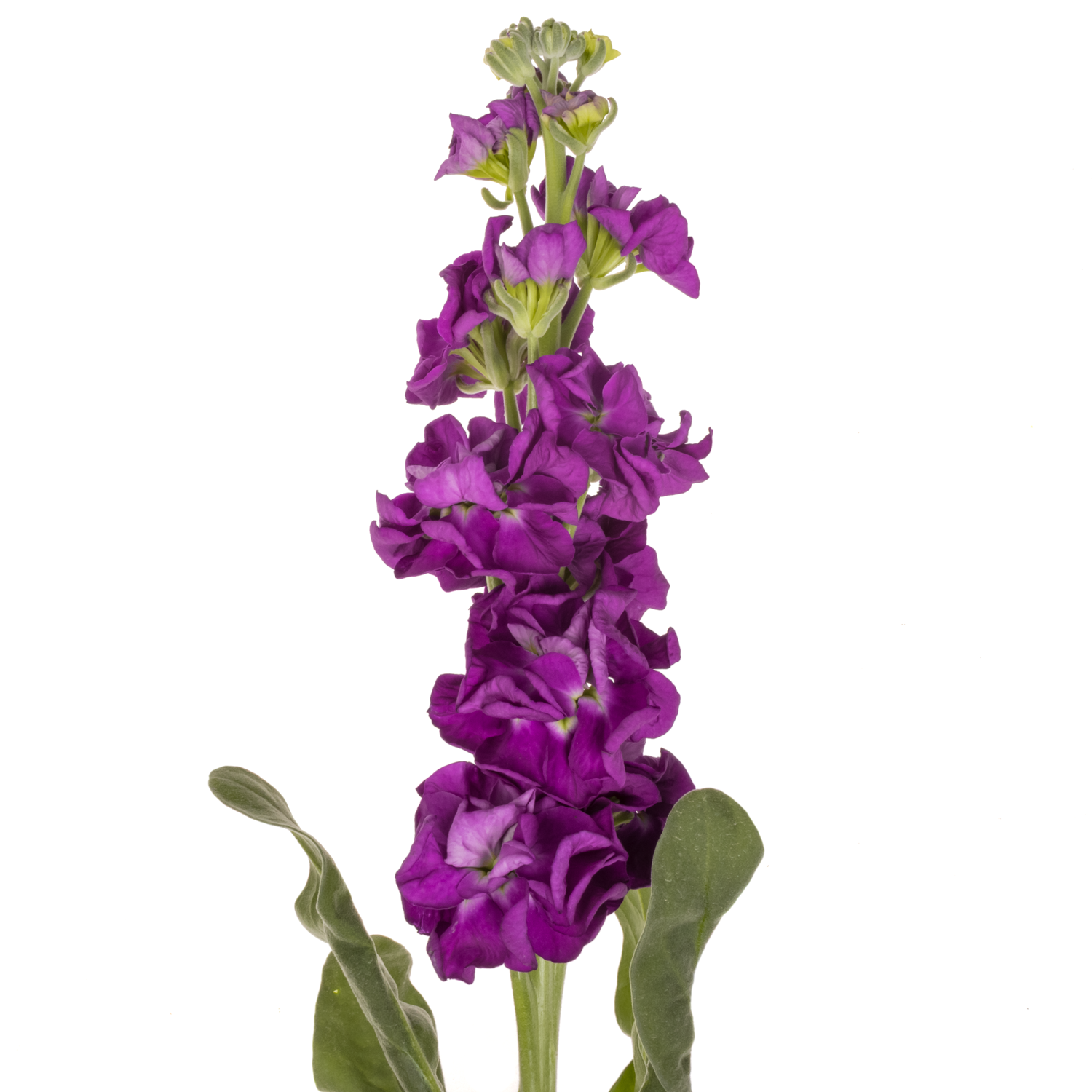 Levkoje lila Iron Purple Italien 60cm