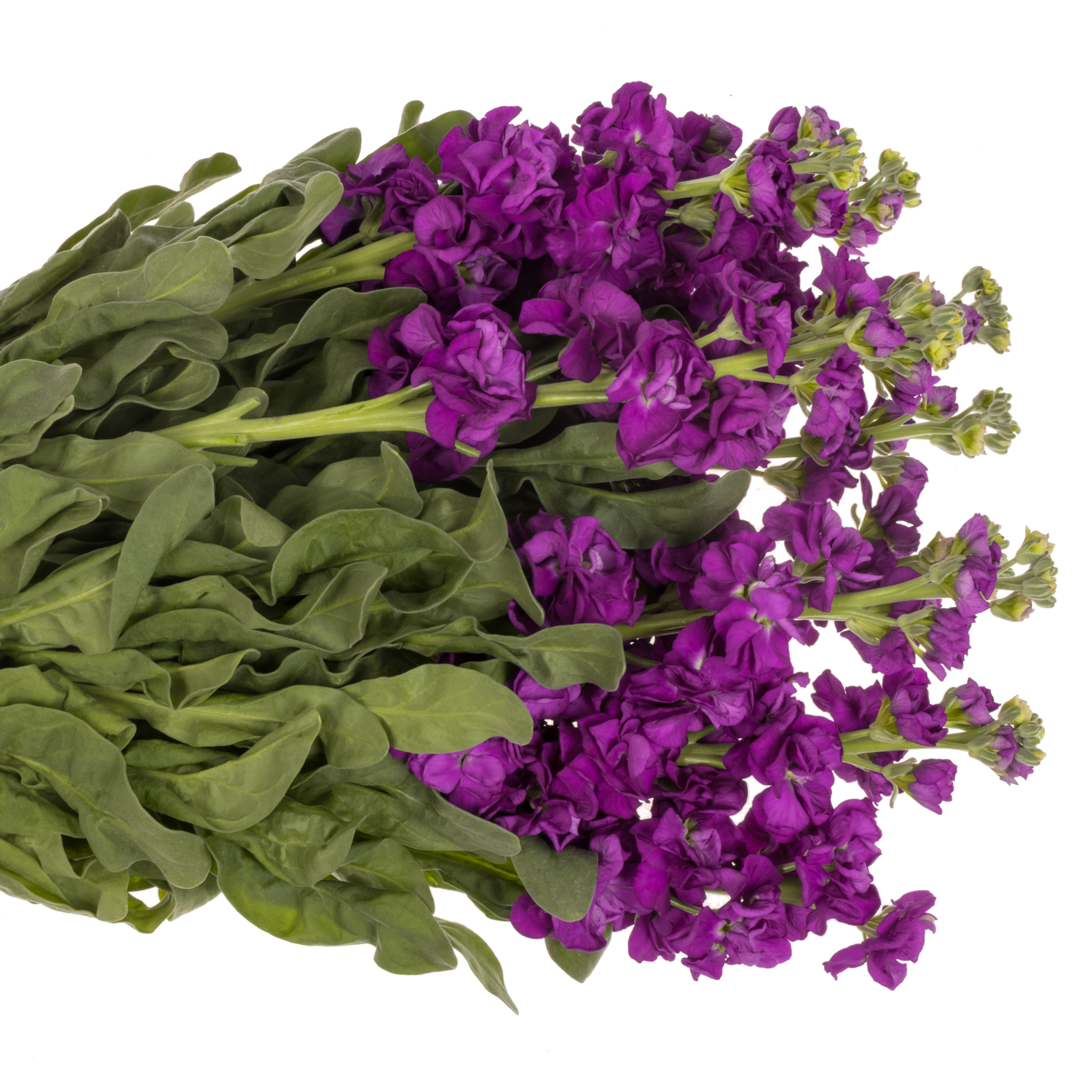 Levkoje lila Iron Purple Italien 60cm