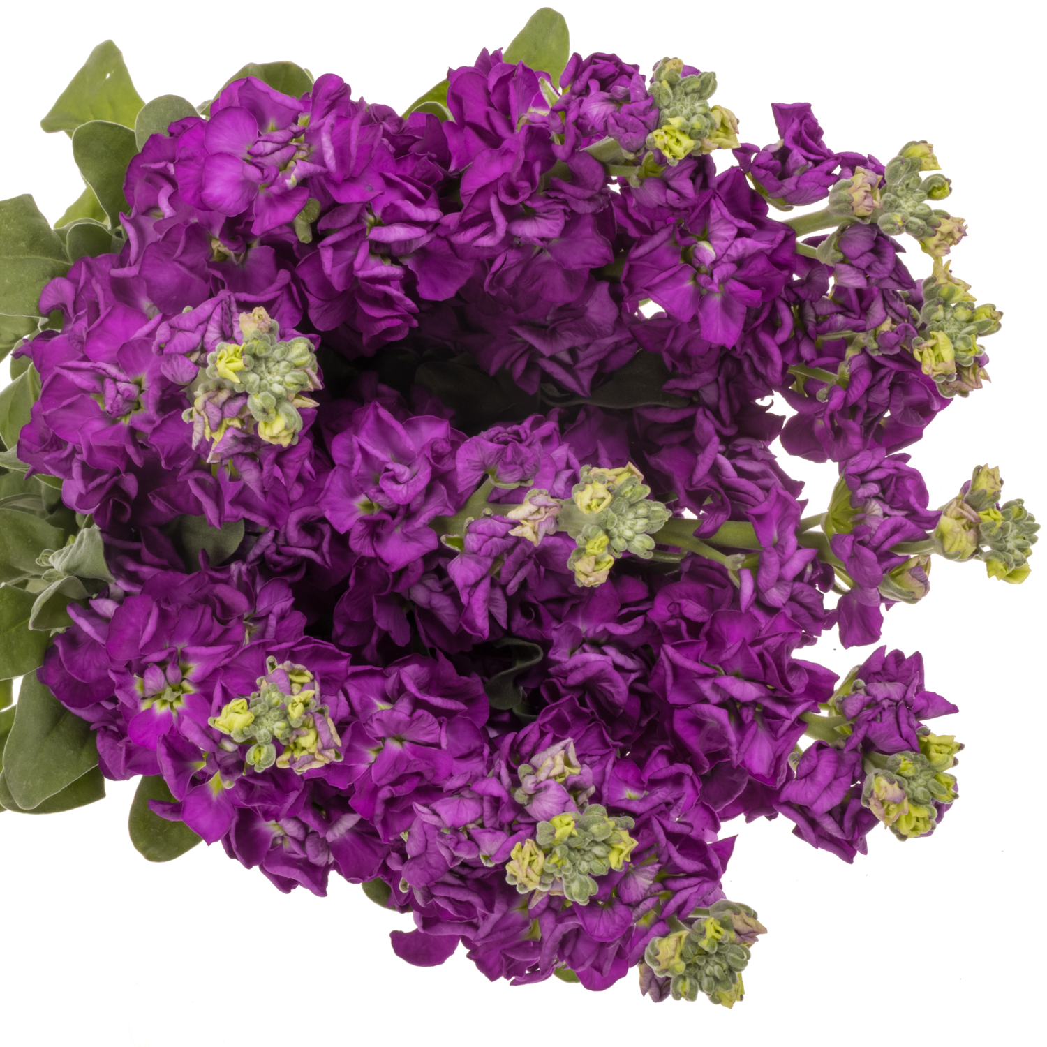 Levkoje lila Iron Purple Italien 60cm