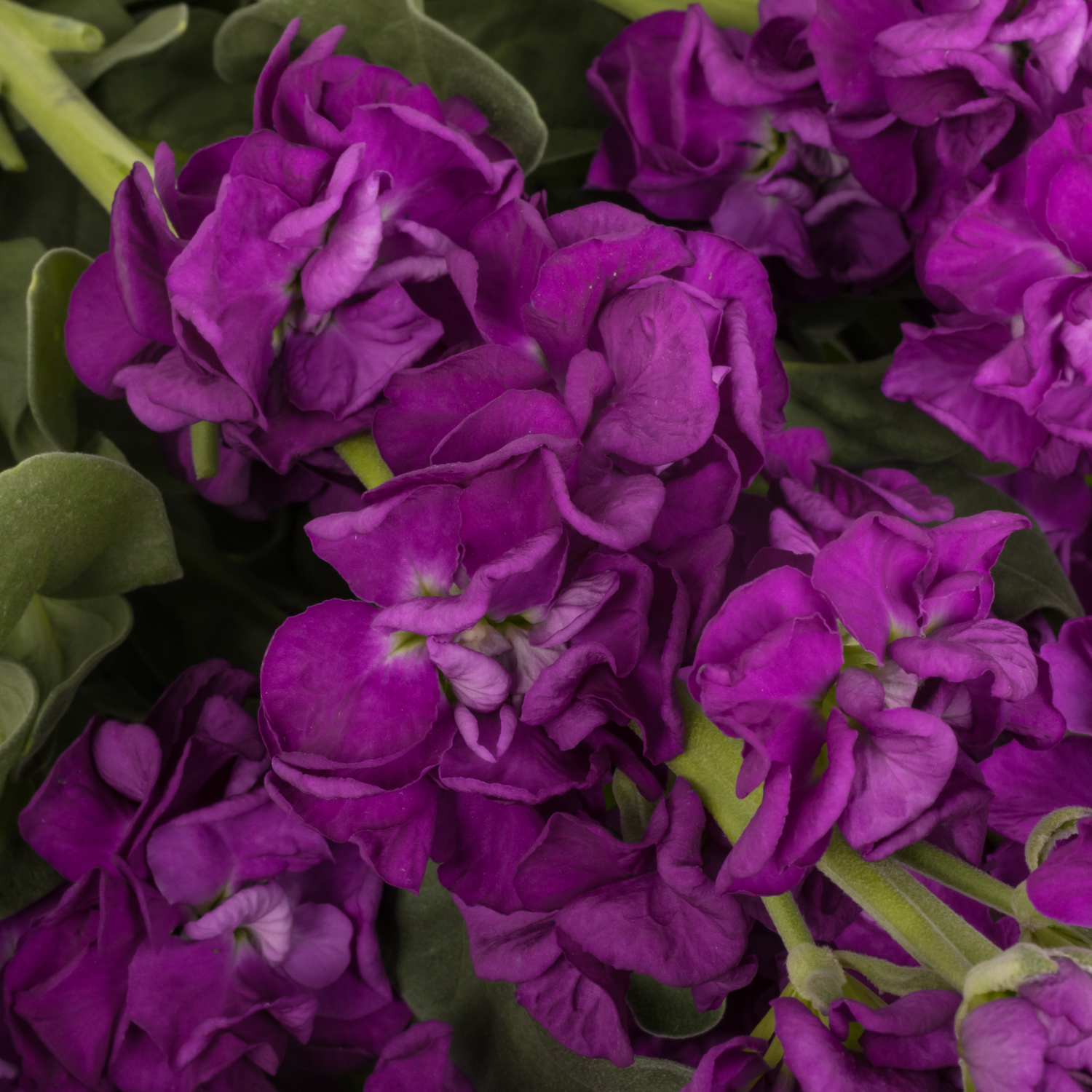 Levkoje lila Iron Purple Italien 60cm