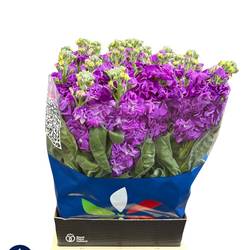 Levkoje lila Iron Purple 60cm Italien