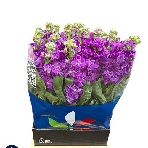 Levkoje lila Iron Purple 60cm Italien