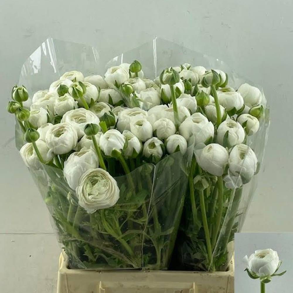 Ranunkel weiss  Giga White 45cm x 30