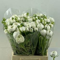 Ranunkel weiss  Giga White 45cm x 30