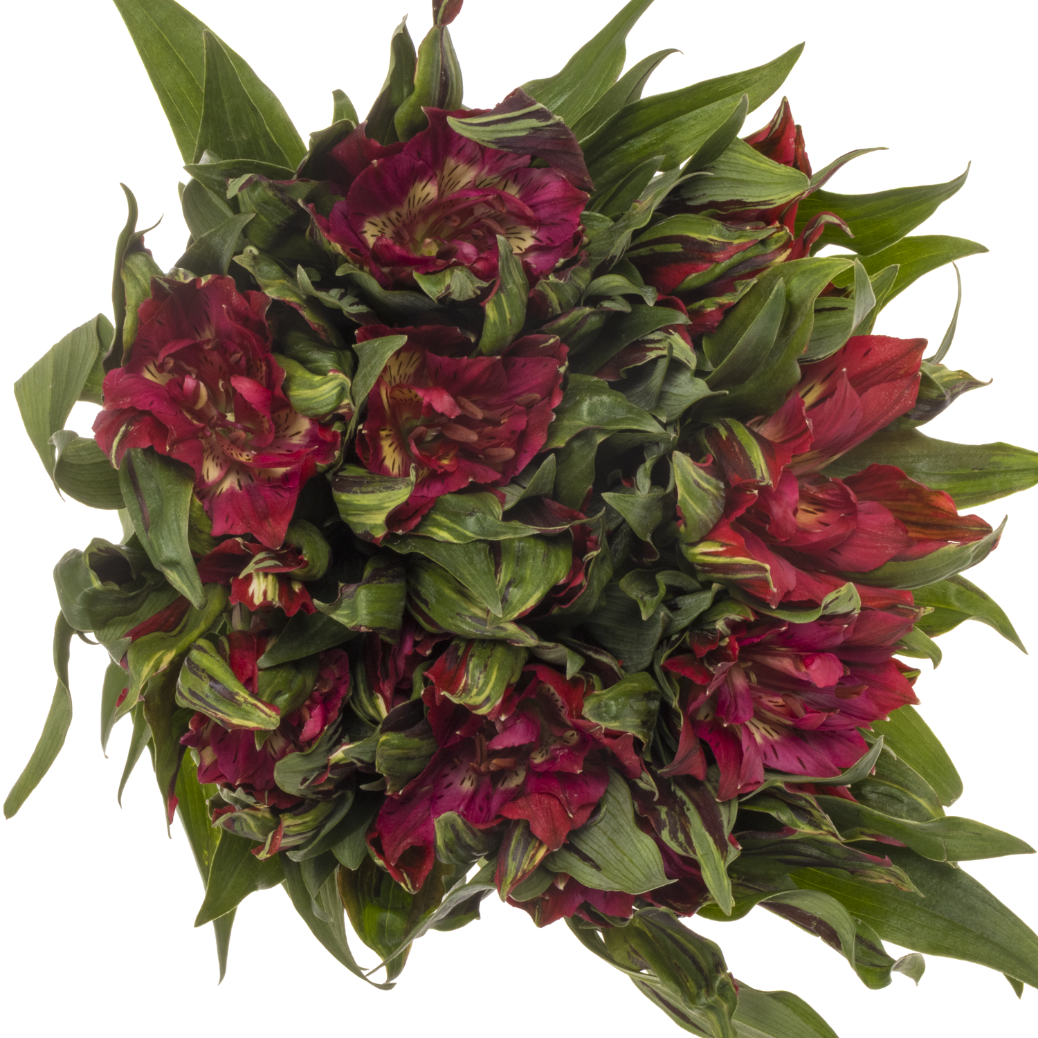 Alstroemerie rot astronova rigel 60 gramm