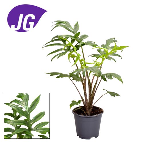 Alocasia Branciifolia Pink Passion T14 H40