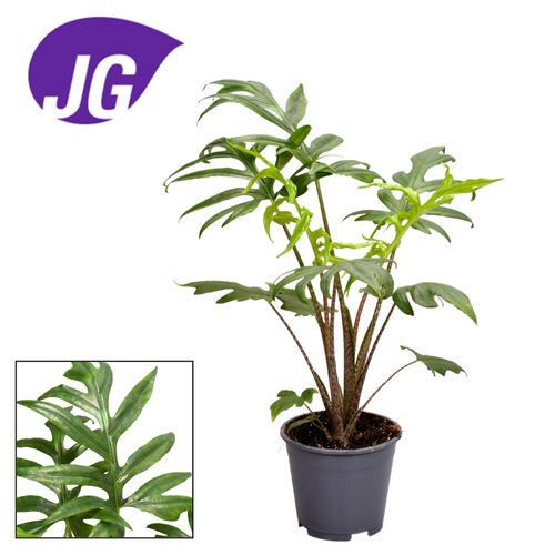 Alocasia Branciifolia Pink Passion T14 H40