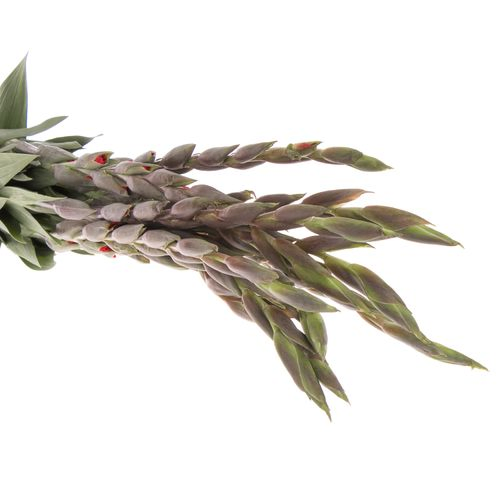 Gladiole rot Bunga 90cm