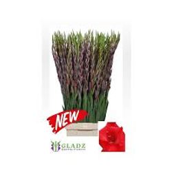 Gladiole rot Bunga 90cm