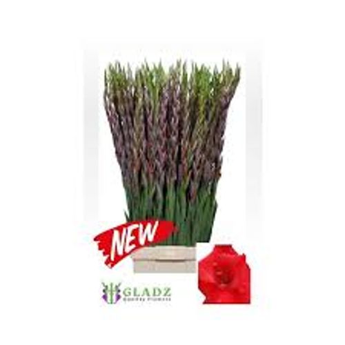Gladiole rot Bunga 90cm