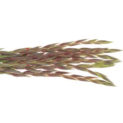 Gladiole rot Bunga 90cm