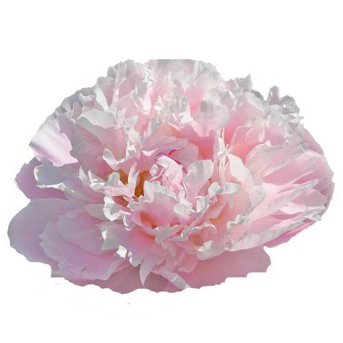 Pfingstrose hell rosa gefüllt Fontijn 40cm