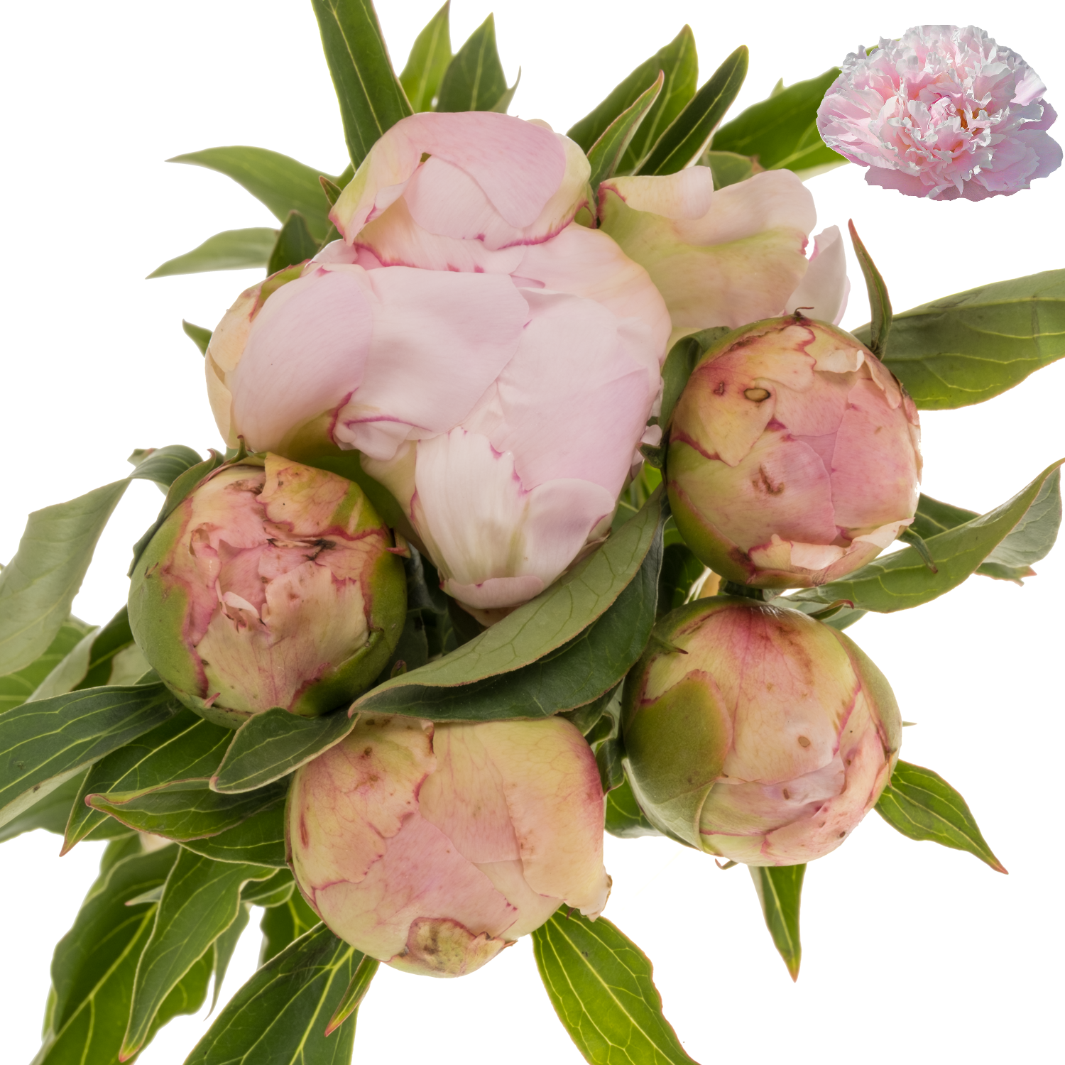 Pfingstrose hell rosa gefüllt Fontijn 40cm