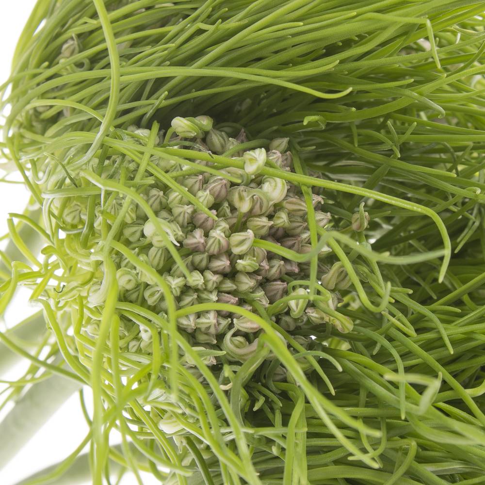 Allium grün Catweazle 75cm