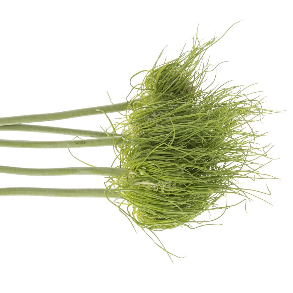 Allium grün Catweazle 75cm