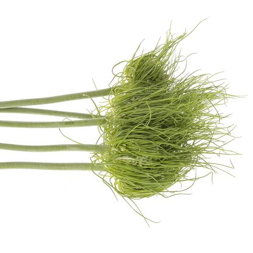 Allium grün Catweazle 75cm