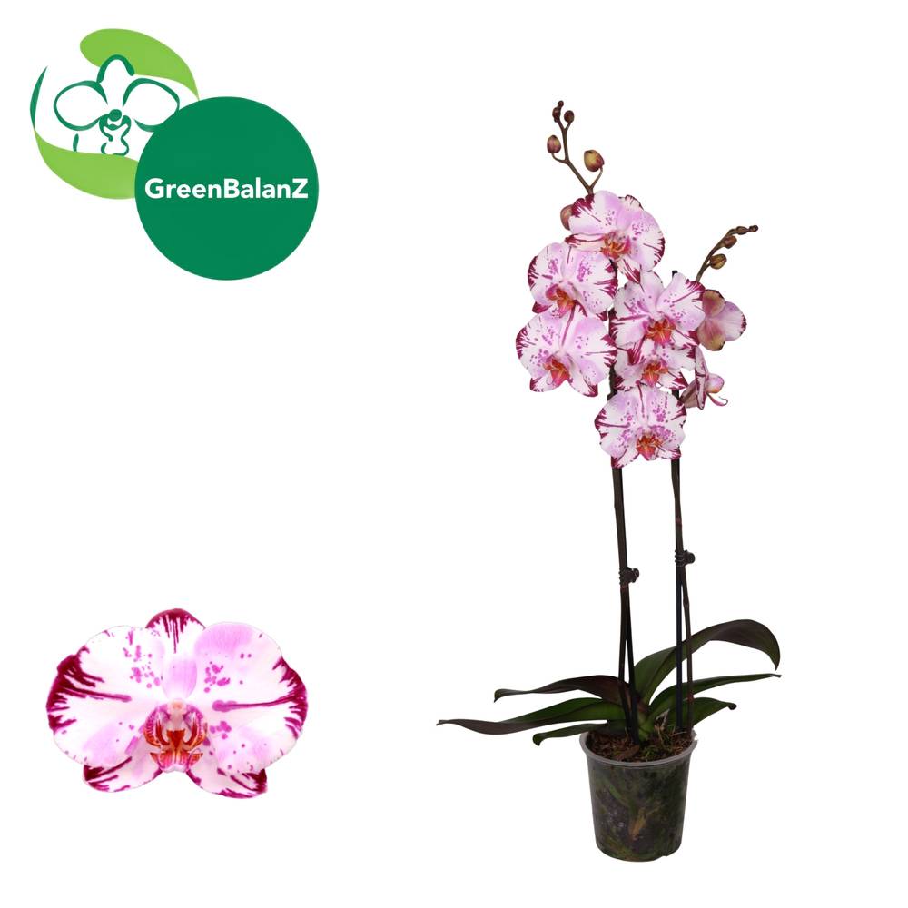 Phal.2-R hell rosa/dunkel rosa Magic Art T12 H055