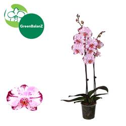 Phal.2-R hell rosa/dunkel rosa Magic Art T12 H055