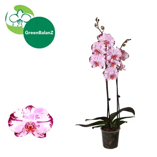 Phal.2-R hell rosa/dunkel rosa Magic Art T12 H055