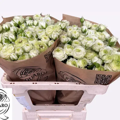 Rosa Freiland hell grün/creme Green Wedding 2+ 50cm